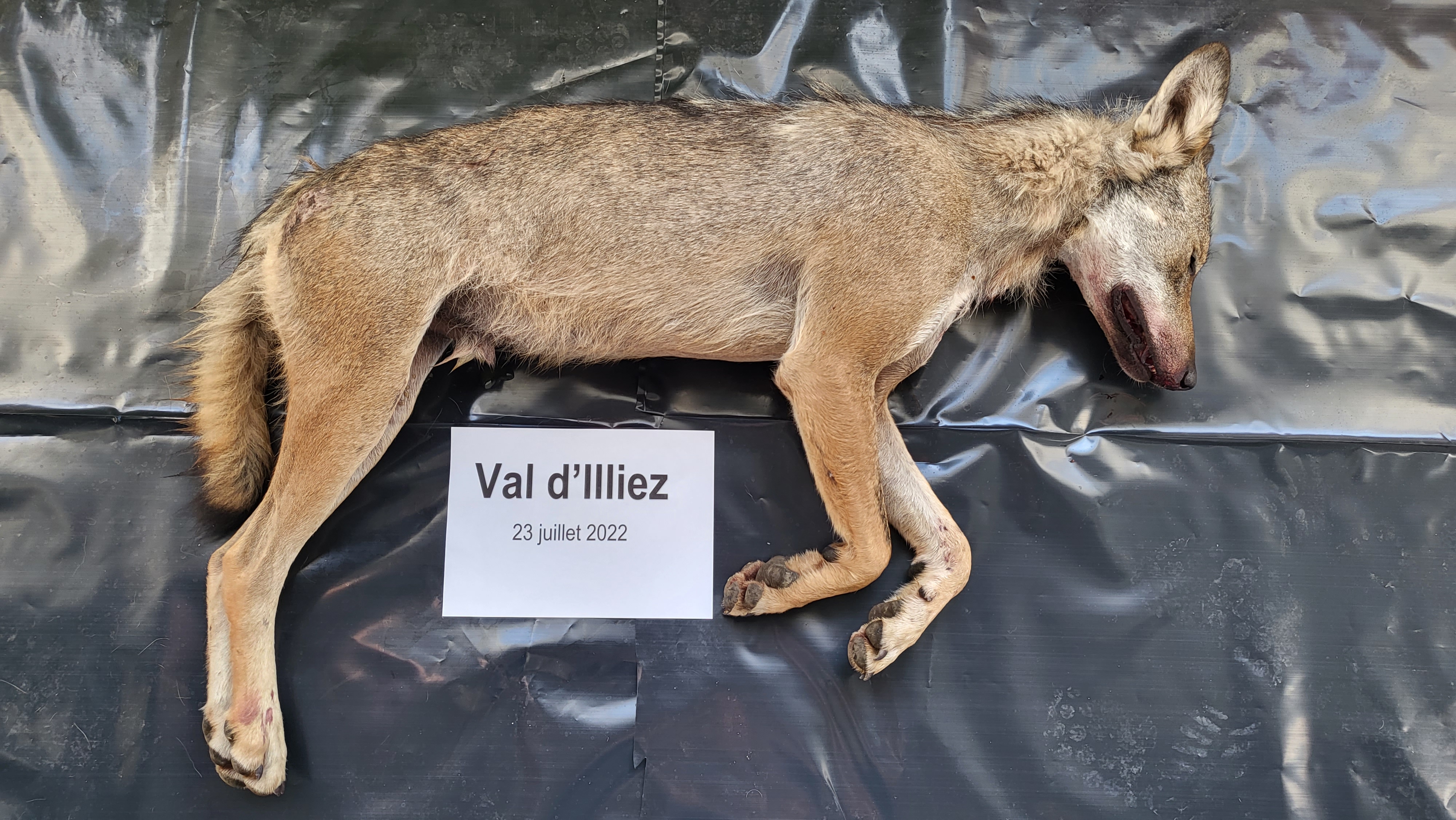 Le loup de la vallée d'Illiez est mort